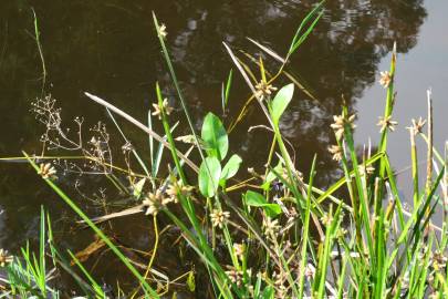 Fotografia da espécie Alisma plantago-aquatica