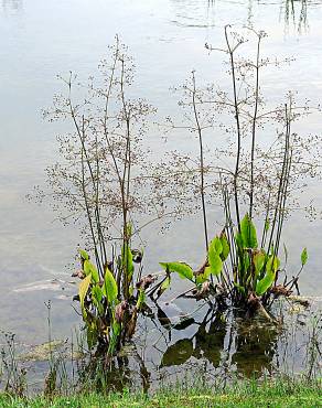 Fotografia 11 da espécie Alisma plantago-aquatica no Jardim Botânico UTAD