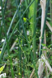 Fotografia da espécie Alisma plantago-aquatica