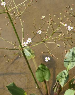 Fotografia 13 da espécie Alisma plantago-aquatica no Jardim Botânico UTAD