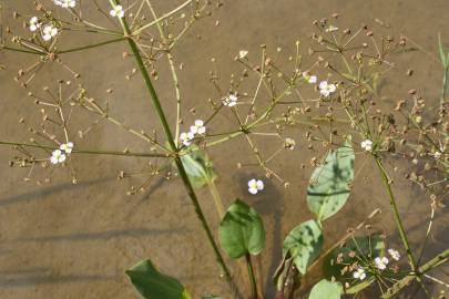 Fotografia da espécie Alisma plantago-aquatica