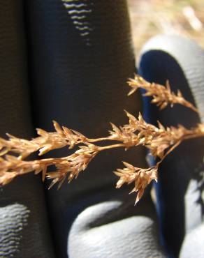 Fotografia 7 da espécie Agrostis stolonifera no Jardim Botânico UTAD