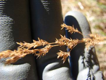 Fotografia da espécie Agrostis stolonifera