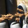 Fotografia 7 da espécie Agrostis stolonifera do Jardim Botânico UTAD