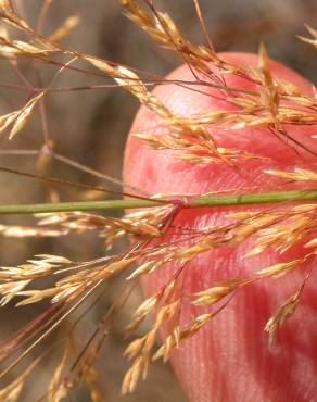 Fotografia 9 da espécie Agrostis stolonifera no Jardim Botânico UTAD