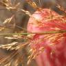 Fotografia 9 da espécie Agrostis stolonifera do Jardim Botânico UTAD