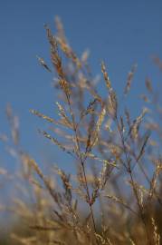 Fotografia da espécie Agrostis stolonifera