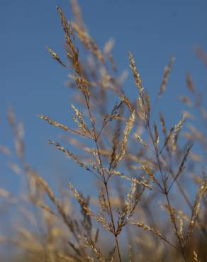 Fotografia 10 da espécie Agrostis stolonifera no Jardim Botânico UTAD