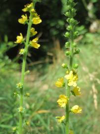 Fotografia da espécie Agrimonia eupatoria subesp. eupatoria