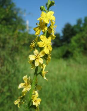 Fotografia 13 da espécie Agrimonia eupatoria subesp. eupatoria no Jardim Botânico UTAD