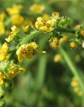 Fotografia 14 da espécie Agrimonia eupatoria subesp. eupatoria no Jardim Botânico UTAD