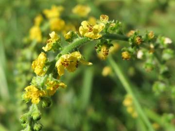 Fotografia da espécie Agrimonia eupatoria subesp. eupatoria