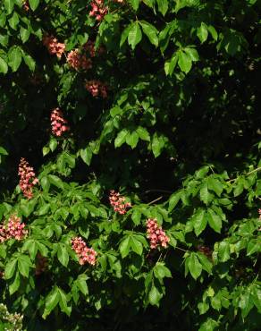 Fotografia 8 da espécie Aesculus x carnea no Jardim Botânico UTAD