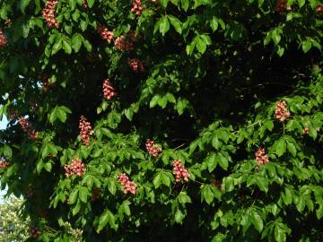 Fotografia da espécie Aesculus x carnea