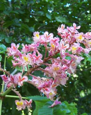 Fotografia 9 da espécie Aesculus x carnea no Jardim Botânico UTAD