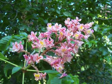 Fotografia da espécie Aesculus x carnea