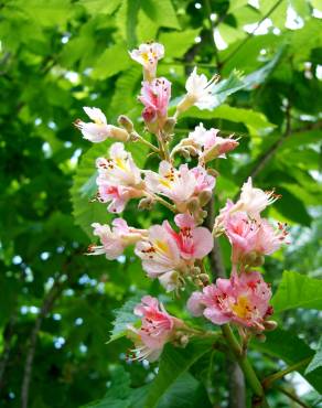 Fotografia 10 da espécie Aesculus x carnea no Jardim Botânico UTAD