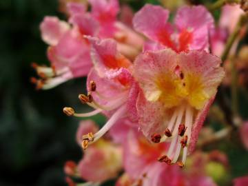 Fotografia da espécie Aesculus x carnea