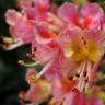 Fotografia 11 da espécie Aesculus x carnea do Jardim Botânico UTAD