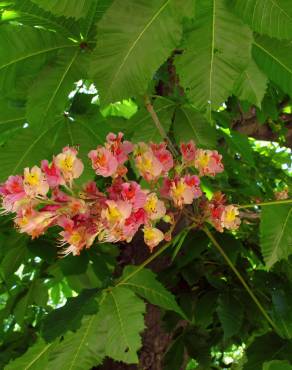 Fotografia 12 da espécie Aesculus x carnea no Jardim Botânico UTAD