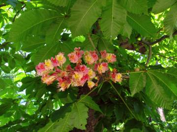 Fotografia da espécie Aesculus x carnea