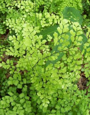 Fotografia 7 da espécie Adiantum capillus-veneris no Jardim Botânico UTAD