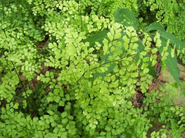 Fotografia da espécie Adiantum capillus-veneris