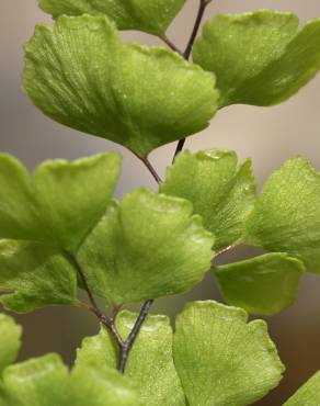 Fotografia 8 da espécie Adiantum capillus-veneris no Jardim Botânico UTAD