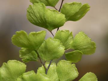 Fotografia da espécie Adiantum capillus-veneris