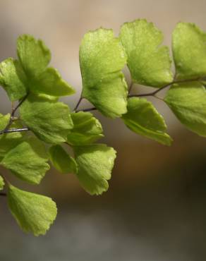 Fotografia 9 da espécie Adiantum capillus-veneris no Jardim Botânico UTAD