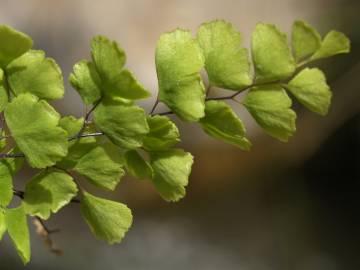 Fotografia da espécie Adiantum capillus-veneris