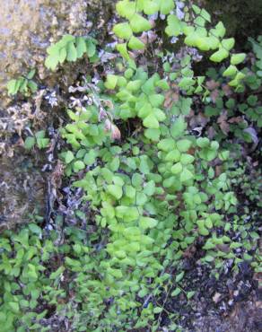 Fotografia 10 da espécie Adiantum capillus-veneris no Jardim Botânico UTAD