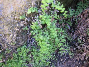 Fotografia da espécie Adiantum capillus-veneris