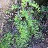 Fotografia 10 da espécie Adiantum capillus-veneris do Jardim Botânico UTAD