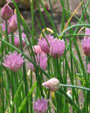 Fotografia da espécie Allium schoenoprasum