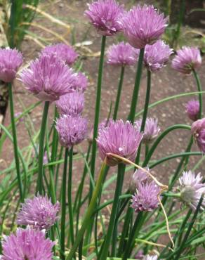 Fotografia 4 da espécie Allium schoenoprasum no Jardim Botânico UTAD