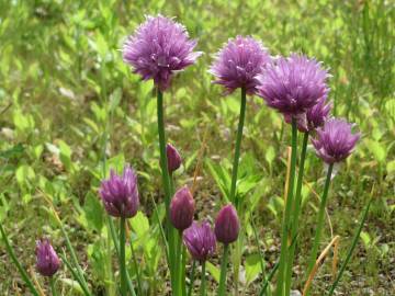 Fotografia da espécie Allium schoenoprasum