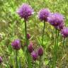 Fotografia 5 da espécie Allium schoenoprasum do Jardim Botânico UTAD