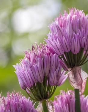 Fotografia 6 da espécie Allium schoenoprasum no Jardim Botânico UTAD