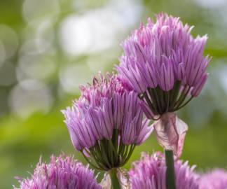 Fotografia da espécie Allium schoenoprasum