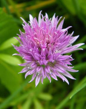 Fotografia 7 da espécie Allium schoenoprasum no Jardim Botânico UTAD