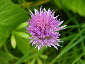 Fotografia da espécie Allium schoenoprasum