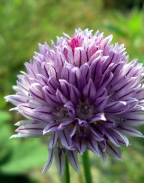 Fotografia 9 da espécie Allium schoenoprasum no Jardim Botânico UTAD