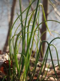 Fotografia da espécie Allium schoenoprasum