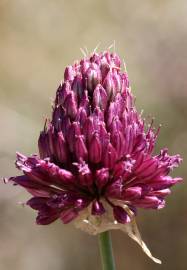 Fotografia da espécie Allium sphaerocephalon