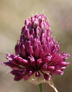 Fotografia 8 da espécie Allium sphaerocephalon no Jardim Botânico UTAD