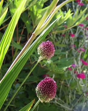 Fotografia 10 da espécie Allium sphaerocephalon no Jardim Botânico UTAD