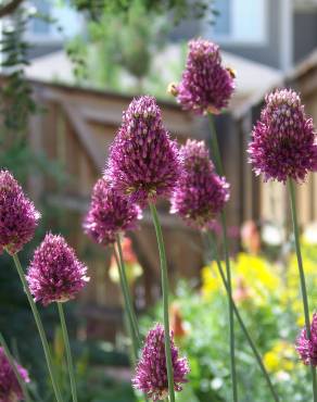 Fotografia 12 da espécie Allium sphaerocephalon no Jardim Botânico UTAD