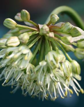 Fotografia 3 da espécie Allium victorialis no Jardim Botânico UTAD