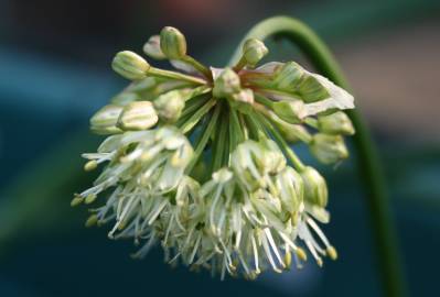 Fotografia da espécie Allium victorialis